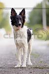     
: 3862879-black-and-white-dog.jpg
: 14
:	102.1 
ID:	11564061