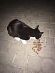     
: IMG_1757.jpg
: 44
:	66.1 
ID:	11568695
