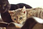     
: IMG_8363_.jpg
: 18
:	69.5 
ID:	11569061
