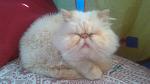     
: oWHuzSfUpss.jpg
: 44
:	152.0 
ID:	11587946