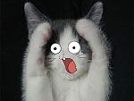     
: 74b40e61a4bd0dd42b6b3321ccd06838.jpeg
: 61
:	36.1 
ID:	11589527