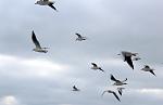     
: IMG_2610.jpg
: 20
:	38.0 
ID:	11606417