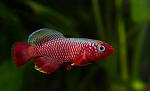     
: notobranhius-kardinalis---nothobranchius-cardinalis_4.jpg
: 94
:	47.6 
ID:	11615333