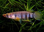     
: 31-1.Epiplatys-dageti.jpg
: 171
:	114.6 
ID:	11615347