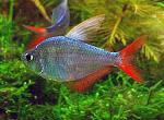     
: moenkausia_colombiana_000.jpg
: 83
:	37.8 
ID:	11615364