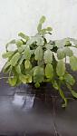     
: IMG_20161116_111116.jpg
: 10
:	59.4 
ID:	11666839