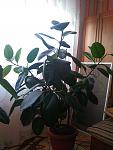     
: IMG_20161116_123315.jpg
: 14
:	81.5 
ID:	11667049