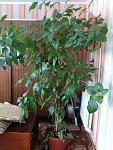     
: IMG_20161116_123257.jpg
: 43
:	110.5 
ID:	11667066