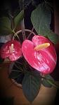     
: 2016-11-16 18.01.41.jpg
: 4
:	51.4 
ID:	11668104