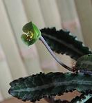     
: FL_2S.jpg
: 6
:	72.3 
ID:	11672414