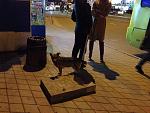     
: IMG_1602.jpg
: 17
:	157.9 
ID:	11674417