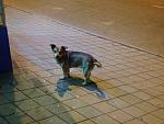     
: IMG_1605.jpg
: 20
:	166.7 
ID:	11674418