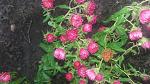     
: 20161025_172620.jpg
: 8
:	144.7 
ID:	11675560