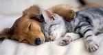     
: puppies-and-kittens-pictures.jpg
: 21
:	38.9 
ID:	11686250