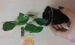     
: 20161123_203330.jpg
: 12
:	55.9 
ID:	11686532