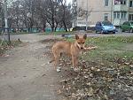     
: dog2.jpg
: 15
:	257.7 
ID:	11686664