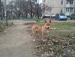     
: dog3.jpg
: 24
:	237.9 
ID:	11686667
