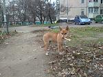     
: dog.jpg
: 14
:	226.7 
ID:	11686669