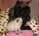     
: 15218228_815082528594230_1424990430_n.jpg
: 5
:	181.4 
ID:	11694546
