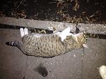     
: IMG_1729.jpg
: 28
:	164.8 
ID:	11694829