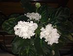     
: IMG_3979.jpg
: 7
:	130.6 
ID:	11695474