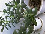     
: 20161129_121427.jpg
: 24
:	56.4 
ID:	11698394