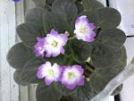     
: 20161129_121407.jpg
: 26
:	43.4 
ID:	11698402