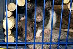     
: 2016-12-05 12.32.09.jpg
: 10
:	210.6 
ID:	11717504