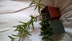     
: WP_20161205_15_52_16_Pro.jpg
: 14
:	85.9 
ID:	11719937