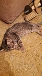    
: IMG-1472583293611-V_resized_1.jpg
: 8
:	88.5 
ID:	11744982