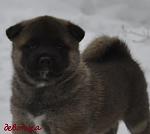     
: image.jpg
: 18
:	57.8 
ID:	11751755