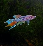     
: ba859ace280bd2a792f4f5c899d8bdc1.jpg
: 64
:	264.0 
ID:	11753669