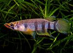     
: 31-1.Epiplatys-dageti.jpg
: 191
:	114.6 
ID:	11753694