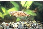     
: cinolebias-konstancii-cinolebias-mramornyy-(Cynolebias-constanciae).jpg
: 57
:	96.4 
ID:	11753721