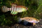     
: simpson_fasciatus.jpg
: 58
:	101.0 
ID:	11753726