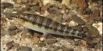     
: Characidium_.jpg
: 196
:	22.8 
ID:	11753731