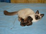     
: DSC03756.JPG
: 28
:	136.0 
ID:	1176050