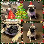     
: IMG_2016-12-30_22-37-05.jpg
: 19
:	86.6 
ID:	11773121