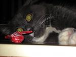     
: IMG_2399.jpg
: 26
:	104.2 
ID:	1177705