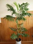     
:  DSC09395.JPG
: 11
:	243.2 
ID:	11795289