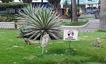    
: IMG_20150710_082338.jpg
: 25
:	199.1 
ID:	11806051