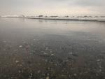     
: P_20170121_134837.jpg
: 35
:	40.5 
ID:	11806470