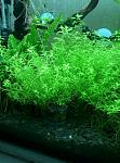     
: 431077392_1_1000x700_hemiantus-mikrantemoides-hemianthus-micranthemoides-odessa.jpg
: 12
:	87.5 
ID:	11812861