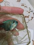     
: IMG_20170126_215043.jpg
: 72
:	84.8 
ID:	11816399