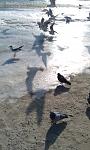     
: IMAG1039.jpg
: 21
:	98.5 
ID:	11822928