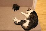     
: IMG_9510.jpg
: 25
:	135.3 
ID:	11832339