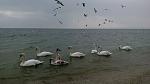     
: 1486806886142120663727.jpg
: 36
:	79.1 
ID:	11850742