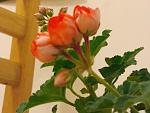     
: unnamed (9).jpg
: 6
:	57.3 
ID:	11854606