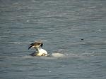     
: DSCN4367.jpg
: 18
:	101.2 
ID:	11862278