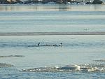     
: DSCN4383.jpg
: 23
:	179.0 
ID:	11862280